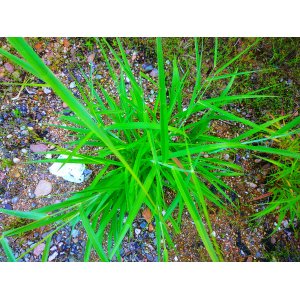 Ostrica (Carex caryophyllea) ´THE BEATLES´ kont.P9
